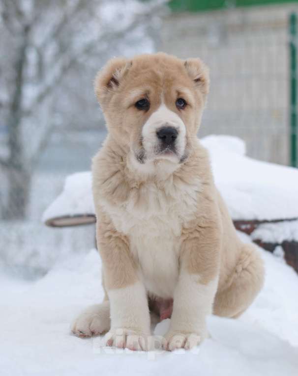 Собаки в Саратове: Роскошный Щенок сао Мальчик, Бесплатно - фото 3
