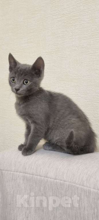 Кошки в Томске: Котёнок в добрые руки... Девочка, Бесплатно - фото 2