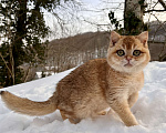 Кошки в Геленджике: Британская золотая шиншилла Мальчик, 45 000 руб. - фото 5