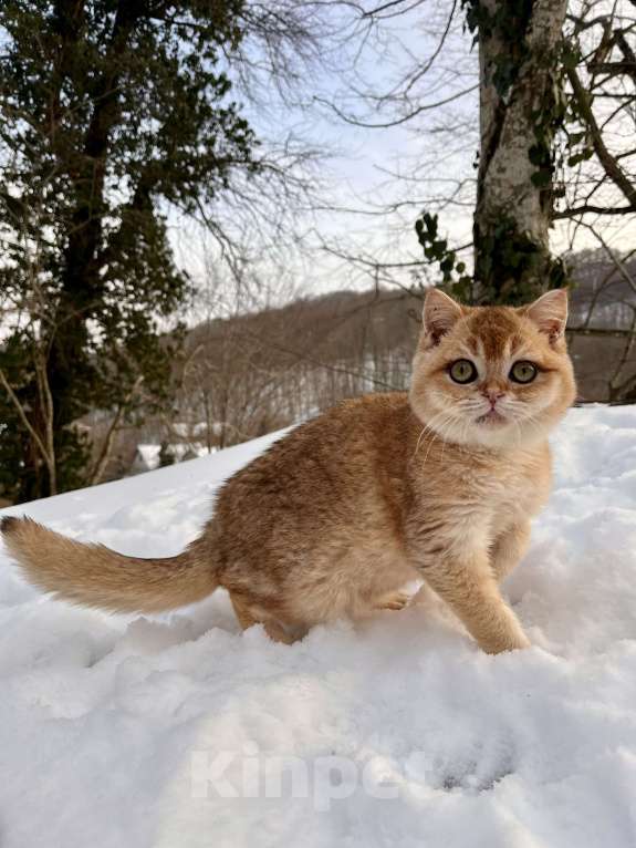 Кошки в Геленджике: Британская золотая шиншилла Мальчик, 45 000 руб. - фото 5