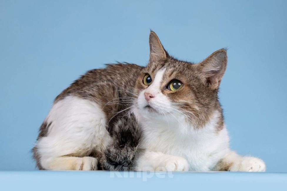 Кошки в Москве: Кошечка Каберне мечтает о семье 🤍 Еще никогда в жизни ее не любили по-настоящему Девочка, Бесплатно - фото 3