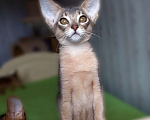 Кошки в Москве: Абиссинская девочка Девочка, 70 000 руб. - фото 4