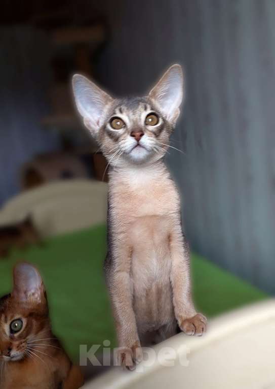 Кошки в Москве: Абиссинская девочка Девочка, 70 000 руб. - фото 4