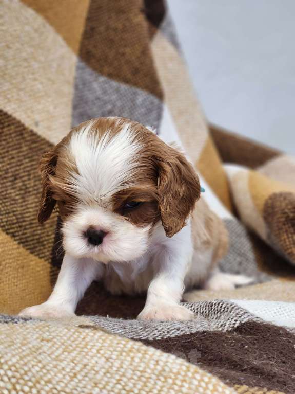 Собаки в Анапе: Голубая лента  Мальчик, 80 000 руб. - фото 5