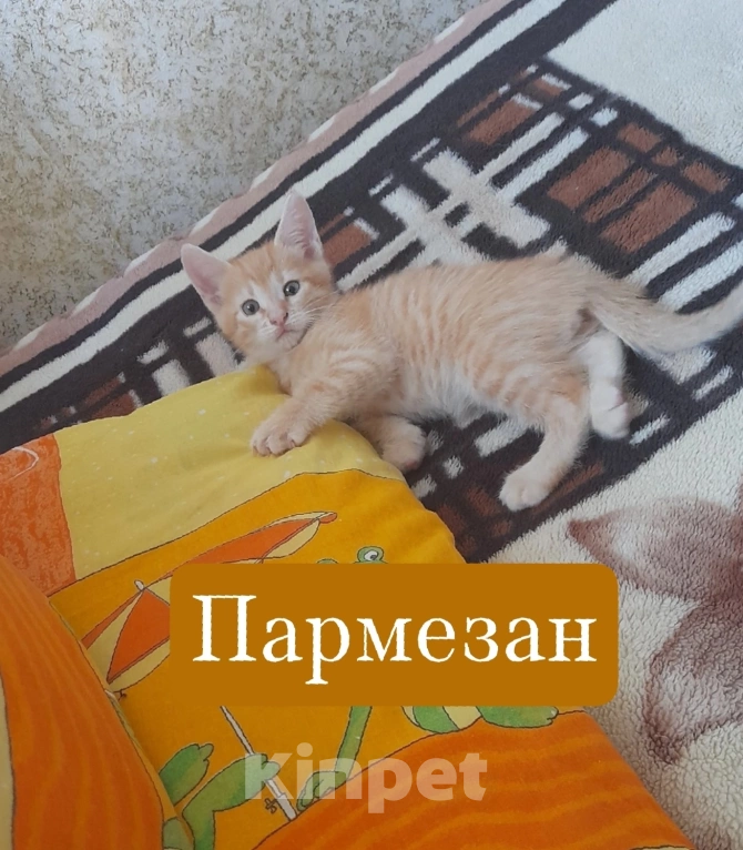 Кошки в Твери: Игривый Пармезан ищет любящие руки Мальчик, Бесплатно - фото 1
