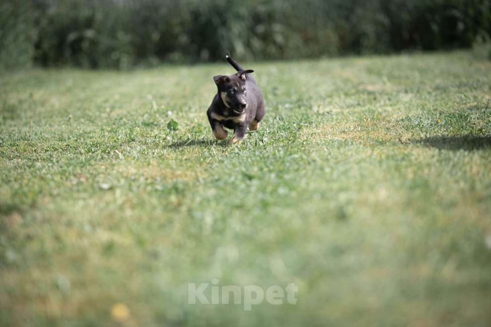 Собаки в Москве: Малу. Щенок метис хаски Девочка, Бесплатно - фото 5