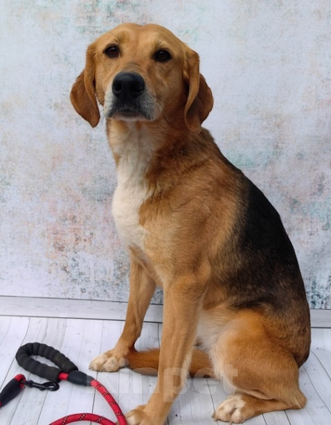 Собаки в Москве: Небольшая собака бесплатно Девочка, 1 руб. - фото 3