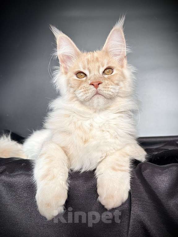 Кошки в Санкт-Петербурге: Мейн-кун котенок из питомника Мальчик, 60 000 руб. - фото 2