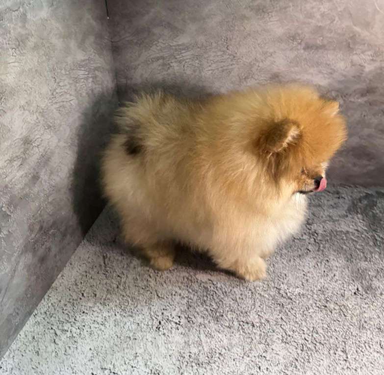 Собаки в Костроме: Померанский шпиц девочка Девочка, 60 000 руб. - фото 5