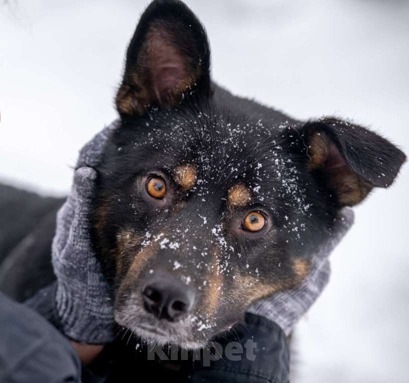 Собаки в других городах Московской области: Ищет дом красавец Мич! Мальчик, Бесплатно - фото 1
