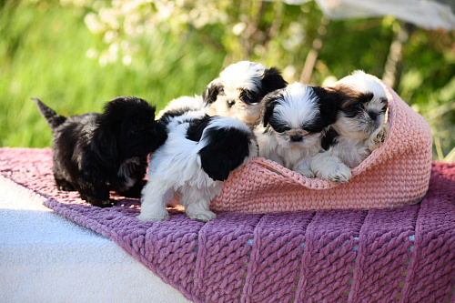 малыши ши - тцу