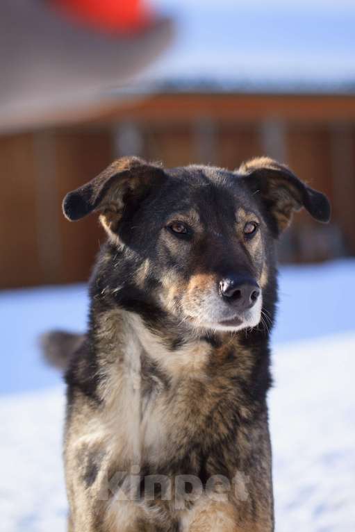 Собаки в Москве: Бон Мальчик, Бесплатно - фото 5