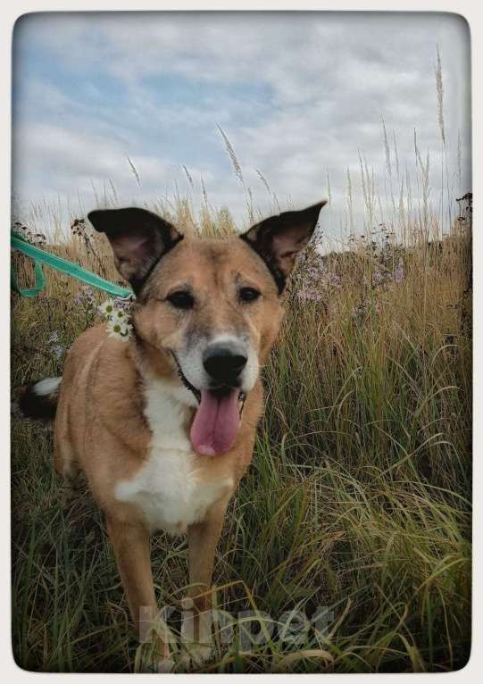 Собаки в других городах Московской области: Буся - путешественница Девочка, 1 руб. - фото 4