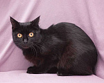 Кошки в Москве: черная кошка Бэти ищет дом Девочка, Бесплатно - фото 5