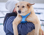 Собаки в Москве: Малышка Таша, смелая и нежная, из приюта в добрые руки  Девочка, Бесплатно - фото 3