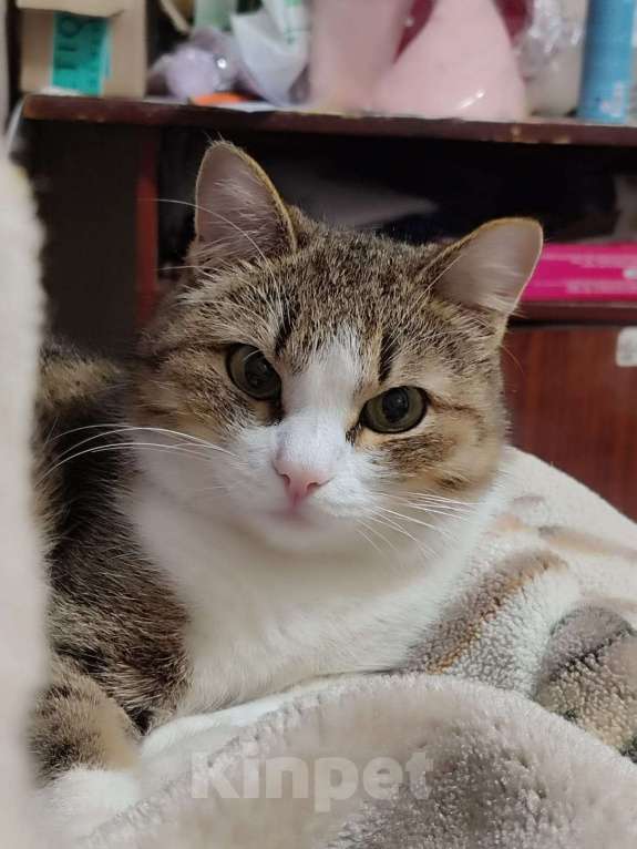 Кошки в Уфе: Пропал кот  Мальчик, Бесплатно - фото 3