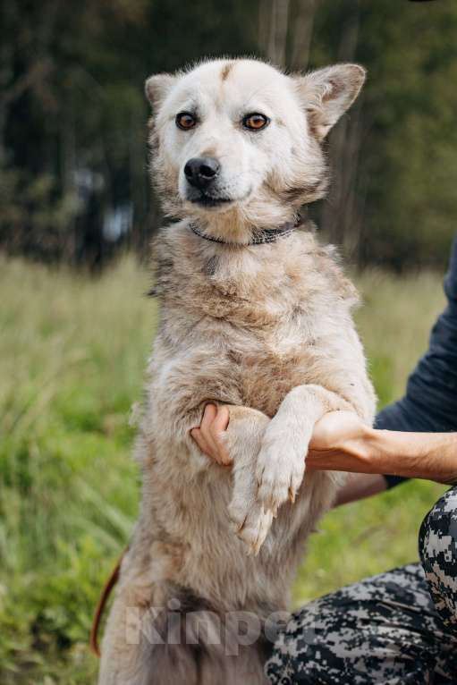 Собаки в Москве: Люси, 2 года. 10 кг в добрые руки Девочка, Бесплатно - фото 6