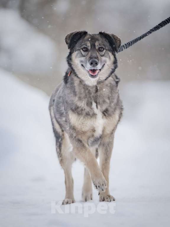 Собаки в Москве: Ласковая, жизнерадостная, позитивная Златочка ждет свою семью, мечтает о доме. Девочка, Бесплатно - фото 8