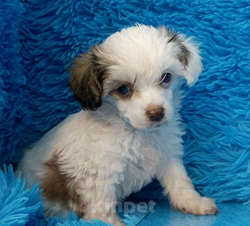 Собаки в Санкт-Петербурге: Пуховый мальчишка  Мальчик, 30 000 руб. - фото 1