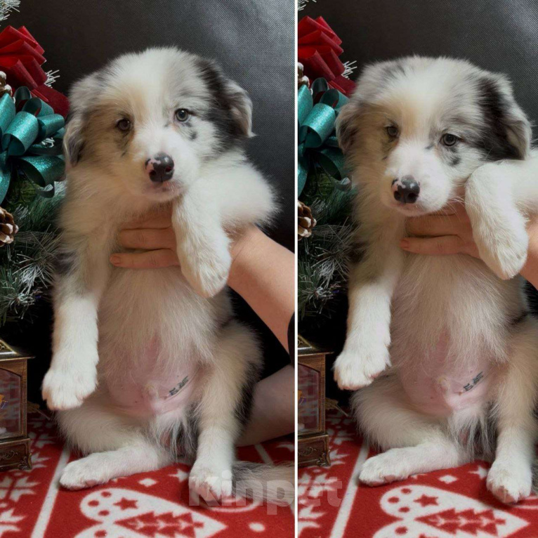 Собаки в других городах Московской области: Бордер колли мраморный щенок Мальчик, 70 000 руб. - фото 1