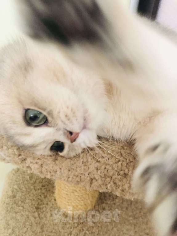 Кошки в Симферополе: Британский малыш  Мальчик, 60 000 руб. - фото 3