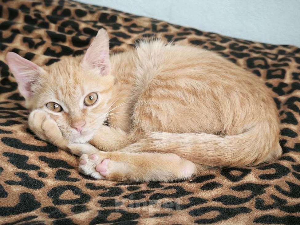 Кошки в Красногорске: Уютный малышок Антошка 4 месяца ищет дом Мальчик, Бесплатно - фото 5