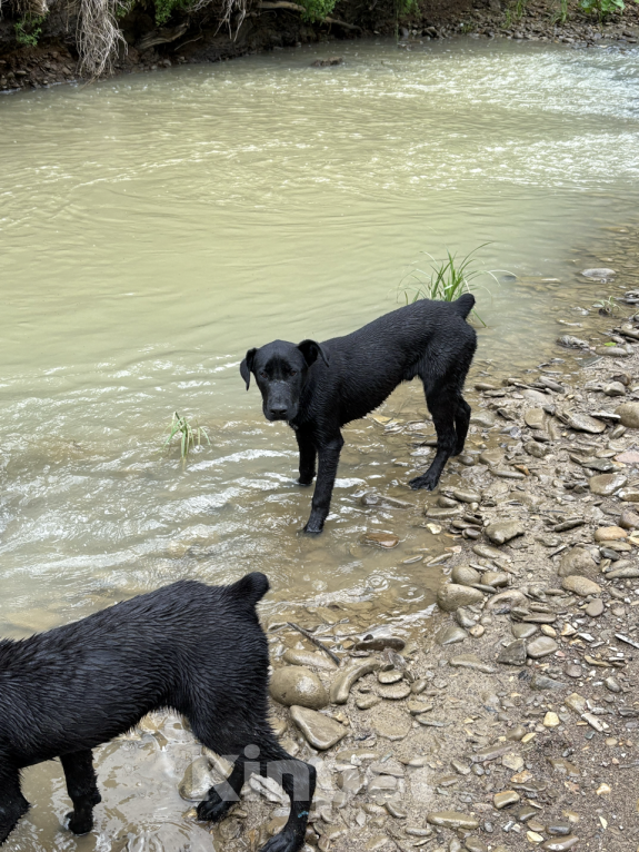 Собаки в других городах Краснодарского края: Уникальный щенок «ризеновчарик» мальчик Рэй Мальчик, 1 000 руб. - фото 4