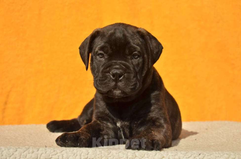 Собаки в Тобольске: Дети бульмастифа Девочка, 50 000 руб. - фото 7