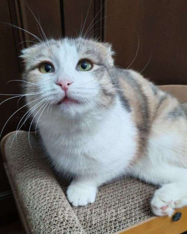 Кошки в Москве: Вислоухая кошечка ищет дом Девочка, Бесплатно - фото 2