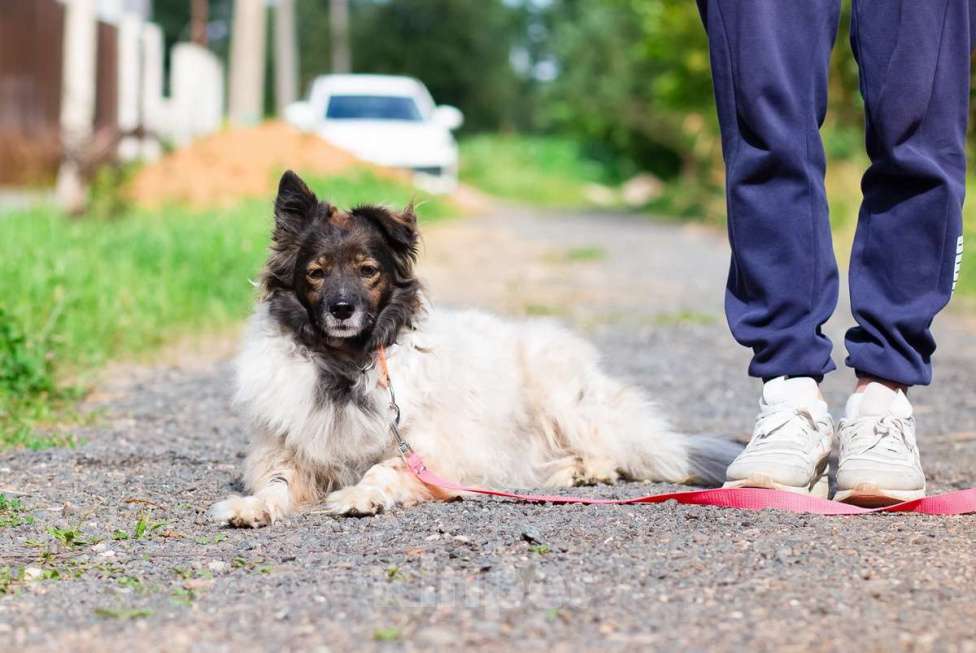 Собаки в Санкт-Петербурге: Хорошенькая диванная собачка Девочка, Бесплатно - фото 6