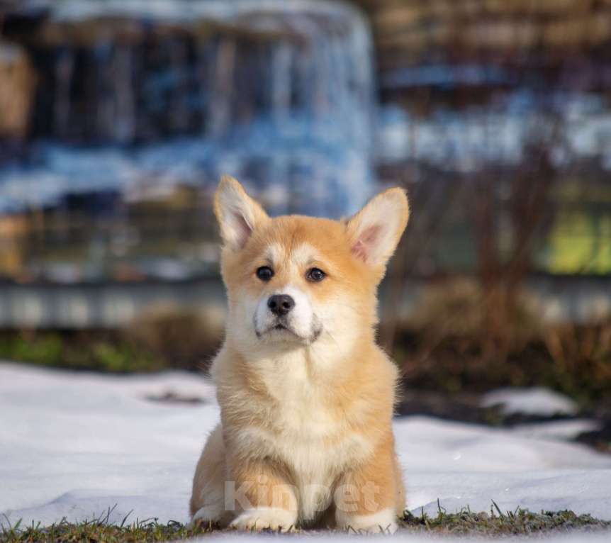 Собаки в Вологде: Щенки Вельш корги пемброк Разнополые, 80 000 руб. - фото 1