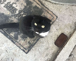 Кошки в Москве: Найдена кошка вислоухая  Девочка, Бесплатно - фото 1