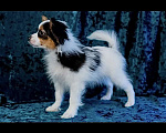 Собаки в Омске: Мальчишка папийон Мальчик, 50 000 руб. - фото 3