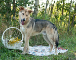 Собаки в Электростали: Удивительный пёс Чингиз в поиске дома Мальчик, Бесплатно - фото 4