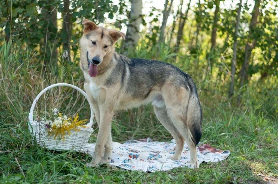Собаки в Электростали: Удивительный пёс Чингиз в поиске дома Мальчик, Бесплатно - фото 4