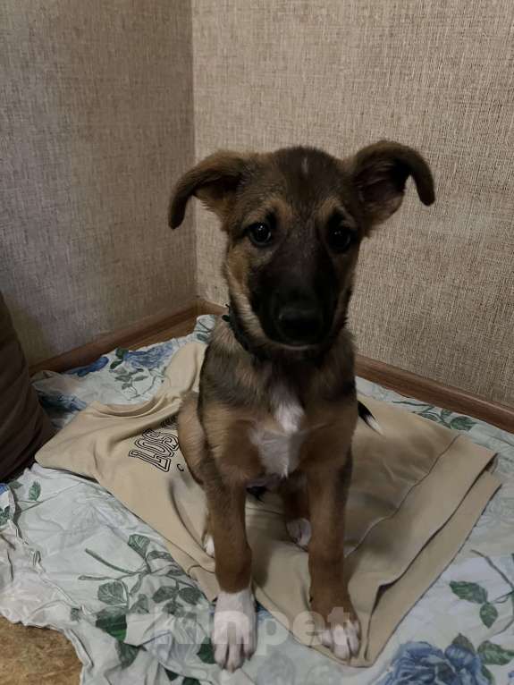 Собаки в Уфе: Ласковая девочка ищет дом❤️ Девочка, Бесплатно - фото 3