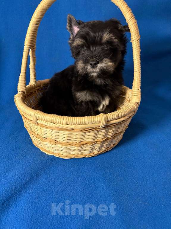 Собаки в Москве: Йоркширский  терьер -      Красивый  Мальчик Мальчик, 20 000 руб. - фото 2