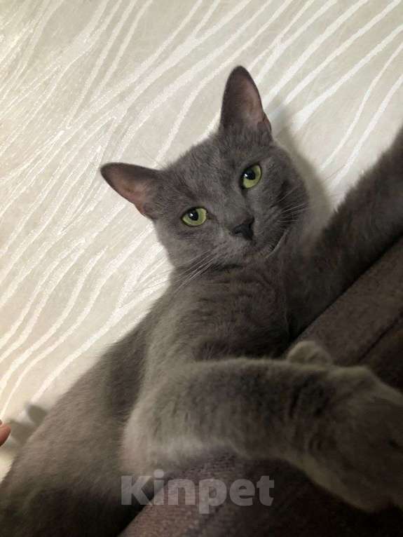 Кошки в Москве: Ириска  Девочка, Бесплатно - фото 2