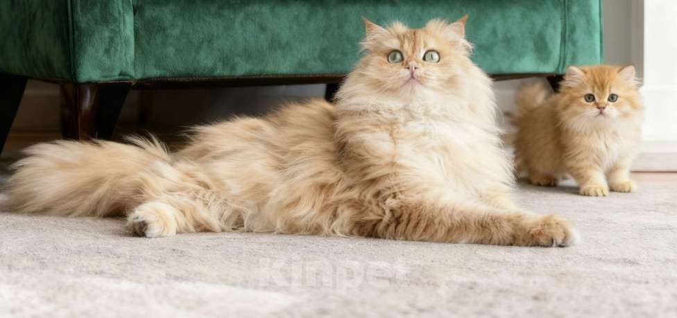 Кошки в Москве: Британский кот золотая шиншилла Мальчик, 50 000 руб. - фото 4