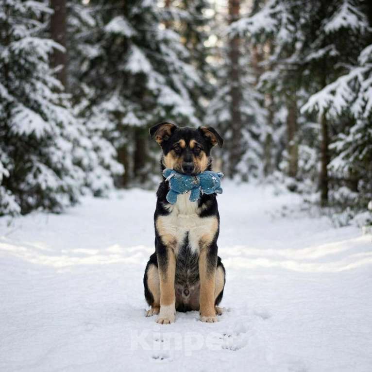 Собаки в Москве: Щенок Ника ищет семью Девочка, Бесплатно - фото 2