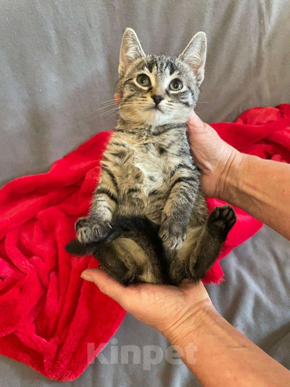 Кошки в Санкт-Петербурге: Малютка Томочка Девочка, Бесплатно - фото 3