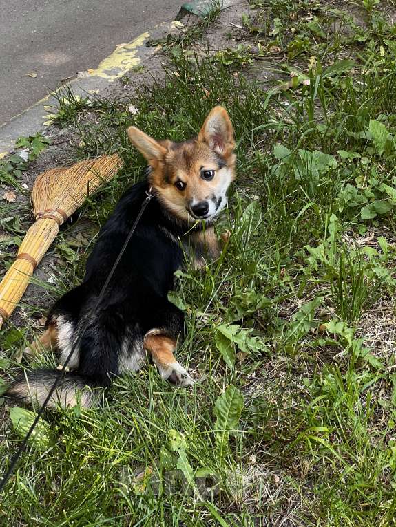Собаки в Люберцах: В хорошие руки Девочка, 29 000 руб. - фото 7