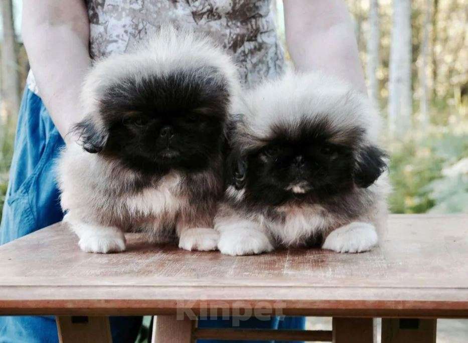 Собаки в Самаре: Пекинес Мальчик, Бесплатно - фото 6