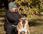 Собаки в Москве: Умнейший метис овчарки Юджин ищет дом! Мальчик, Бесплатно - фото 4