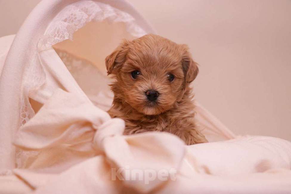 Собаки в Москве: Мальтипу мальчик стандарт  Мальчик, 120 000 руб. - фото 1