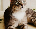 Кошки в Новоалтайске: Кот, Бесплатно - фото 1