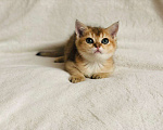 Кошки в Колпашево: Котик шотландец, 15 000 руб. - фото 1