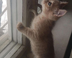 Кошки в Ливны: Котенок американский керл, 5 000 руб. - фото 3