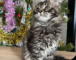 Кошки в Лянторе: Котятки мейн кун!!! Новогодние цены)), 10 000 руб. - фото 2