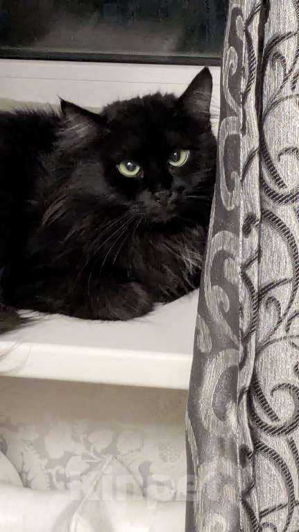 Кошки в Москве: Багира Девочка, Бесплатно - фото 1